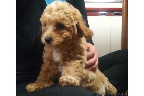 成約済の秋田県のマルプー:マルチーズ×トイプードル-384353の3枚目